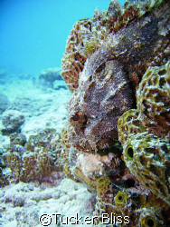 Scorpion Fish hiding during the day, Bari Reef, Bonaire by Tucker Bliss 